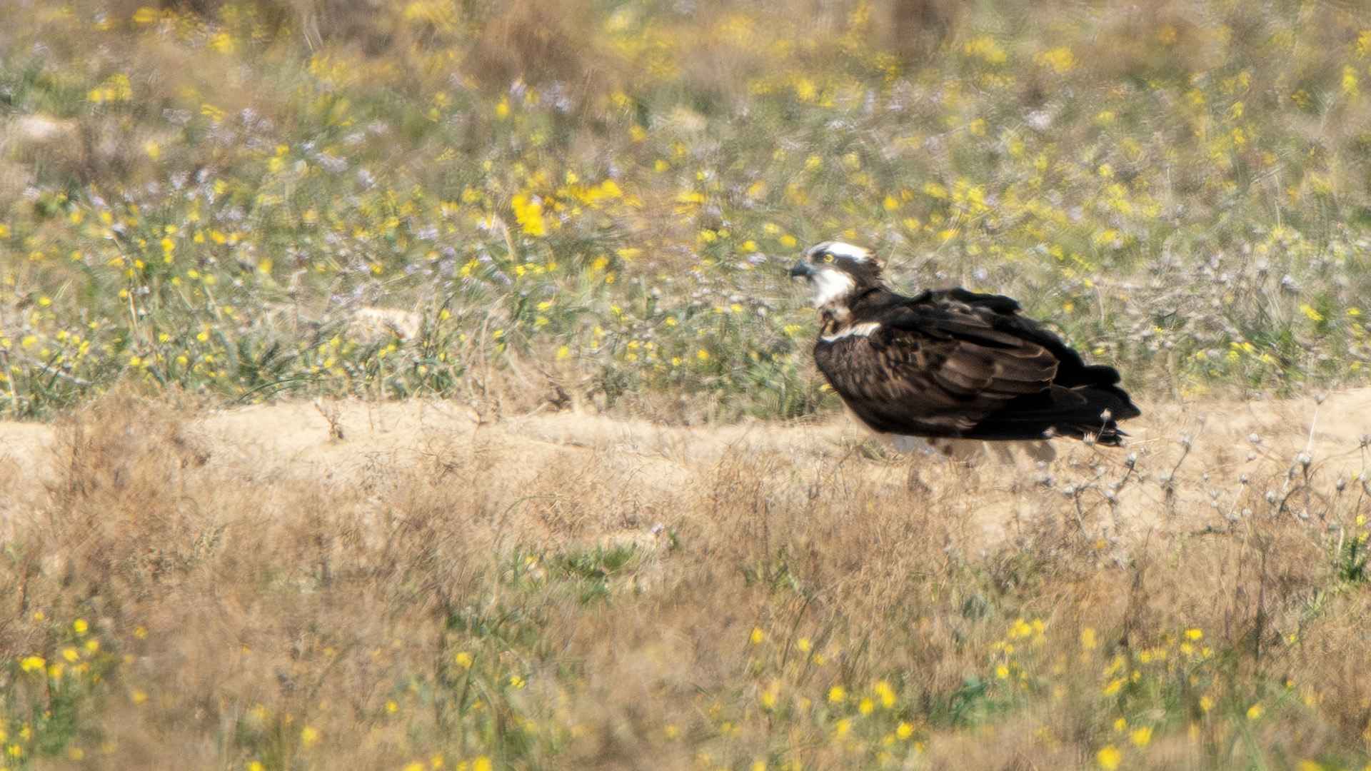 Osprey